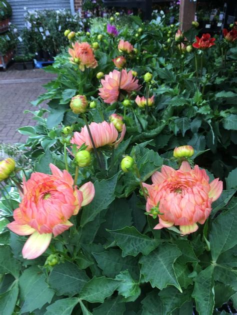 Pin By Aj Andy On Dahlias Plants Dahlia