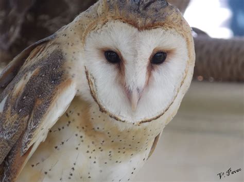 Walle The Barn Owl At The Ri Audubon Society Raptor Weekend Over The