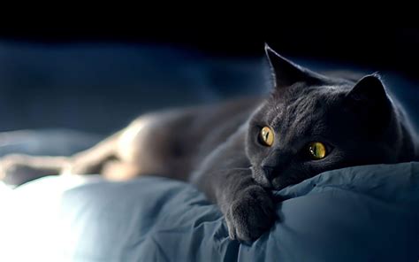 Every day new pictures and just beautiful wallpaper for your desktop cats completely free. Wallpapers Black Cat - Wallpaper Cave