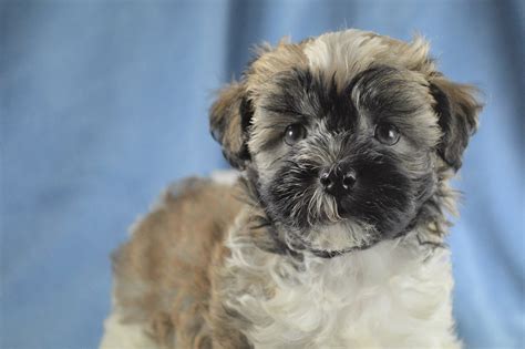 Solid white, black, brindle and sable parti puppies are occasionally available. Havanese Puppies for Sale | Royal Flush Havanese