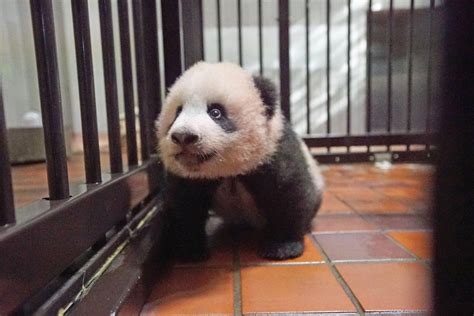 Giant Panda Cub Turns 4 Months Old May Be Shown To Public From Dec