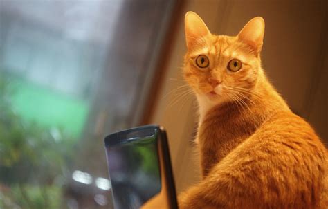Desktop cute cat and kitten pics download. Wallpaper cat, cat, look, wall, portrait, surprise, window ...