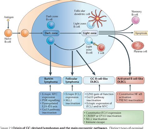 Germinal Centres And B Cell Lymphomagenesis Semantic Scholar