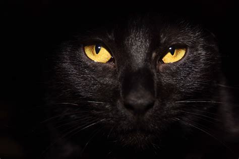 Картинки Черного Кота С Желтыми Глазами Telegraph