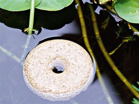 When you're through with that task, there are a few more steps you might want to take to make sure the larvae is all dead and gone. How to Kill Mosquito Larvae: 5 Brilliant Tactics - Pest Hacks