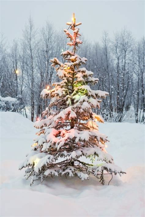 James Hardyaltopressmaxppp Snow Covered Tree Decorated With