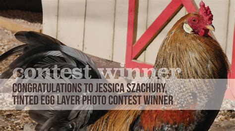 Tinted Egg Layer Photo Contest Winner Announced Mcmurray Hatchery Blog