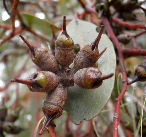 Maybe you would like to learn more about one of these? Eucalyptus cornuta - Geographe Plants