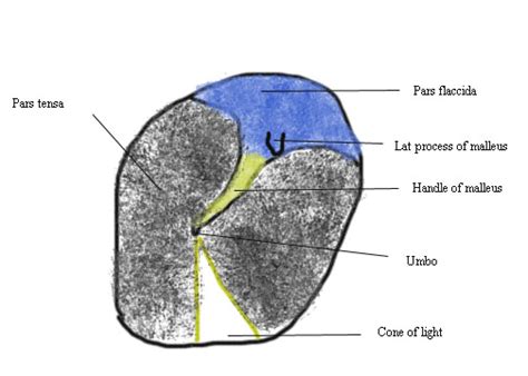Tutorials in otolaryngology: 2. Describe the anatomy of the tympanic