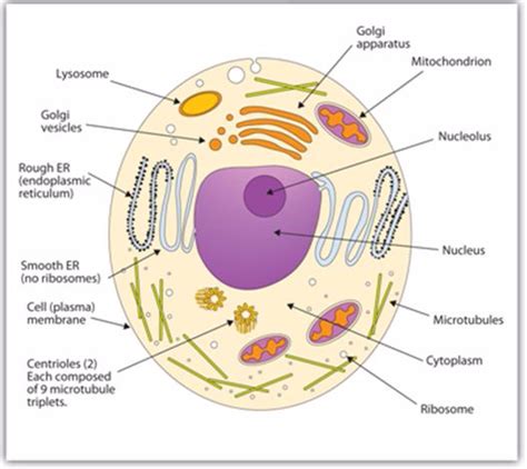Biology Form One Topic 3 Cell Structure And Organization Msomi Bora