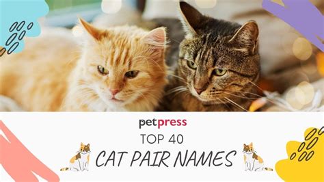 Top 40 Coolest Cat Pair Names Ever Petpress Youtube