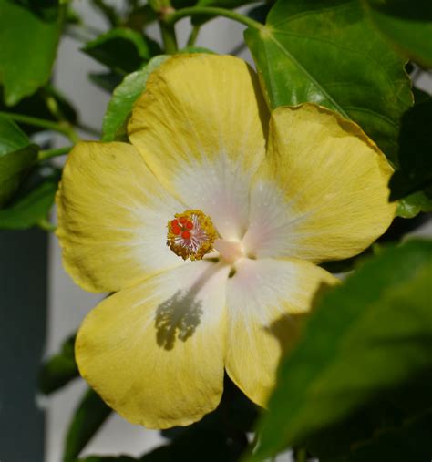 Check spelling or type a new query. yellow hibiscus | Hibiscus for sale by a vendor at the ...