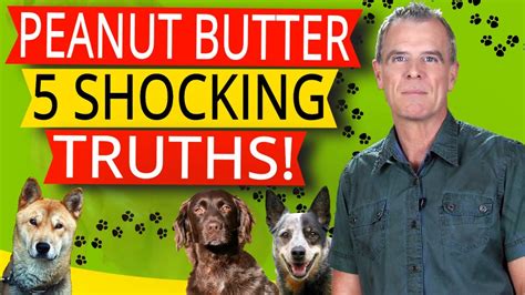 Can Dogs Eat Peanut Butter The Shocking Truth Youtube