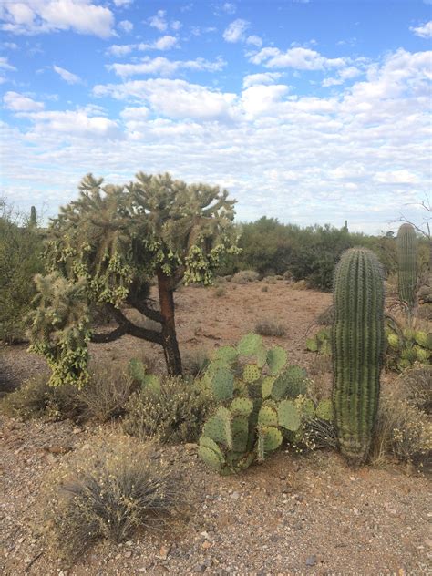 Sonoran Desert Cactus Guild Us Geological Survey