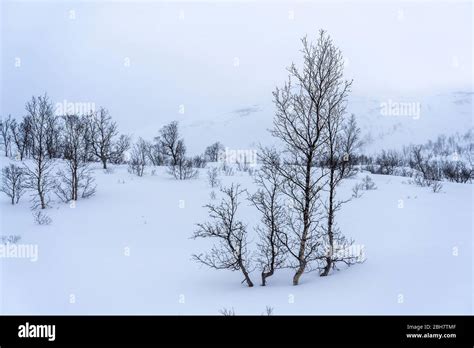 Winter Landscape With Snowy Birch Trees In The Tundra Of Northern