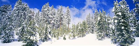 Pine Trees On A Snow Covered Hill Photograph By Panoramic Images Fine