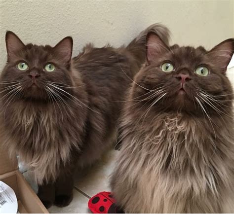 This is a sub for ragdolls and their keepers. USADOLLS - Ragdoll Kittens & Cats Colors & Patterns