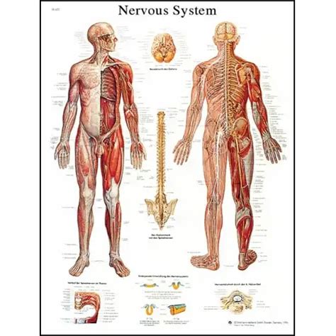 인체해부도 신경계 차트 Nervous System Chart Vr1620uu 4006710