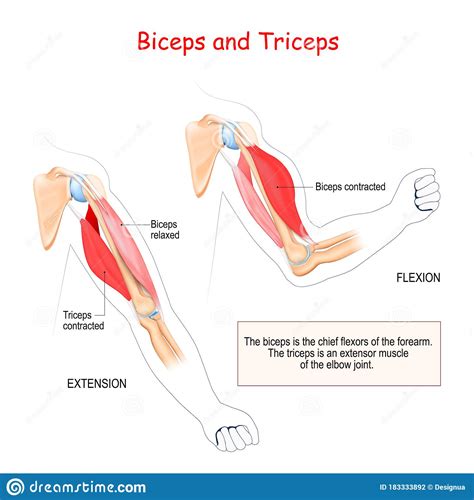 Anatomy Of Biceps And Triceps Stock Vector Illustration Of Cartilage