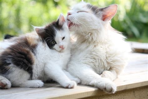 People often get tired o f pets when they get too big or make a mess. 5 Tips for Raising a Well-Adjusted Kitten - Catster
