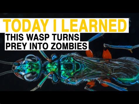 How A Wasp Turns Insects Into Zombies A Creepy Video Shows How A Wasp Attacks A Cockroach And