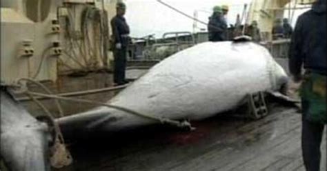 Killing Whales For Science Or Lunch Cbs News