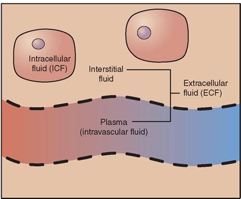 Major Fluid Compartments Intracellular Fluid Icf Is Fluid Within