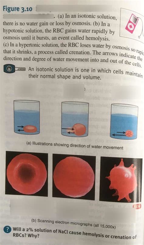 Ch3 Cells Principle Of Osmosis Applied To Red Blood Cells Diagram
