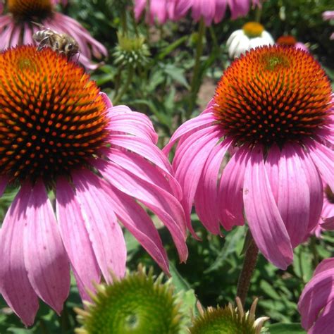 Condolence & bereavement flowers have been proven to offer care and comfort during the grieving process, and can help with healing. Flowers that symbolize Health | A to Z Flowers