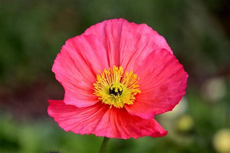 Growing Poppies In Pots From Seed A Planting Guide Gardening Tips