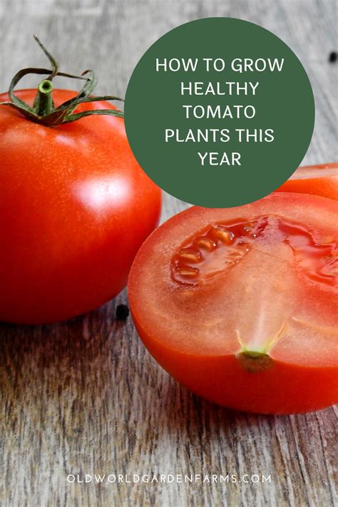 Tomatoes Are One Of Gardeners Favorites To Plant In Their Gardens But