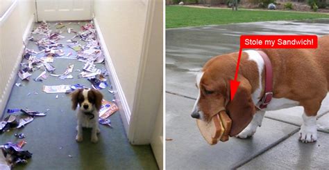 15 Guilty Dogs Who Were Caught In The Act By Their Humans