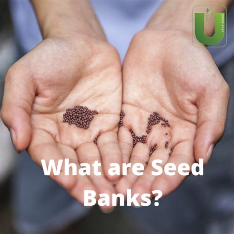 What Are Seed Banks Importance Of Preserving Seeds Urja Seeds