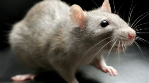 Fancy Rats 3 Reasons They Make Great Pets British Columbia Cbc News