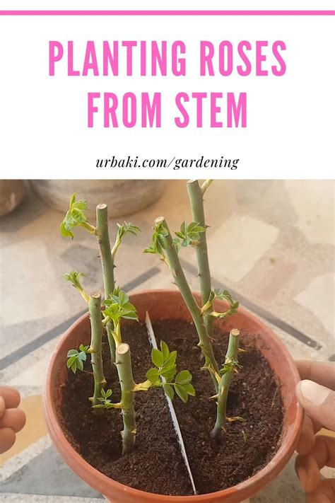 How To Plant Rose Stem Cuttings