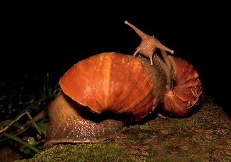 African Giant Snail Lissachatina Fulica Bali Wildlife