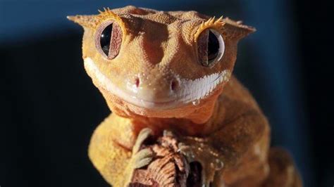 Top 20 Best Pet Lizards For Beginners Everything Reptiles Pet