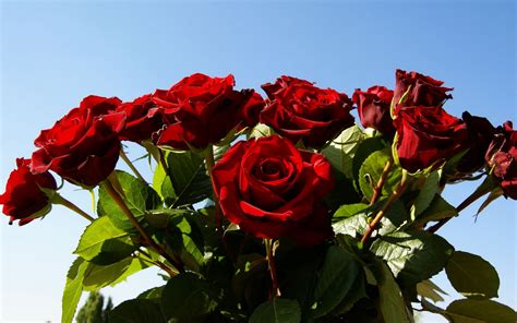 Free Flowers Photo And Wallpapers Red Rose Flowers