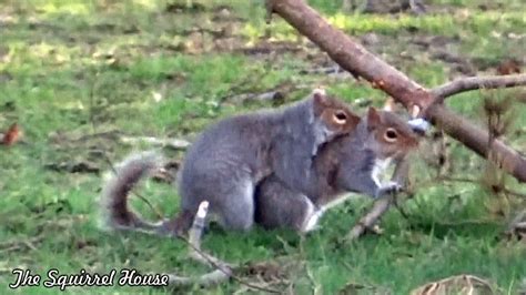 Mating Squirrels