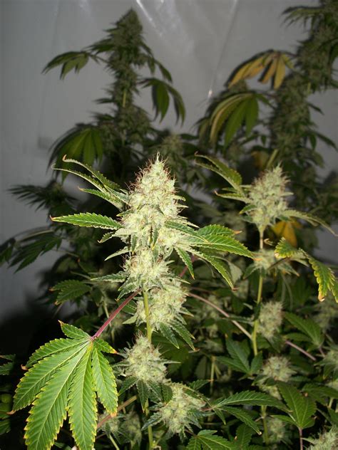 Strain Gallery Moby Dick Dinafem Pic 12061304971030542