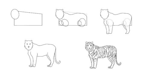 How To Draw A Realistic Tiger 5 Easy Steps