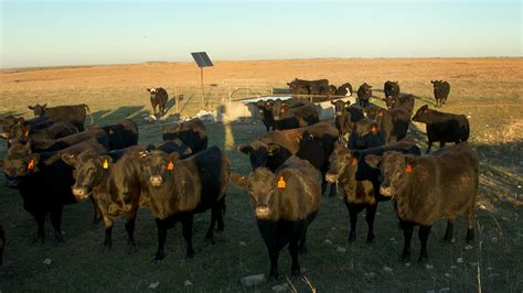 Cattle Deaths At Least 2000 Cows Died In Kansas Amid Continuing Heat