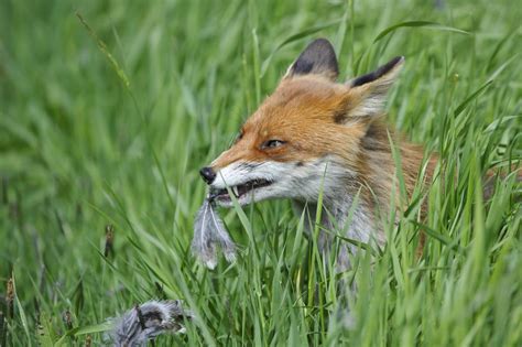 Das virus wird von angesteckten tieren mit ihrem speichel und/oder, wie in den meisten fällen, durch einen biss übertragen. Auf der Jagd gegen die Tollwut | Deutscher Jagdverband