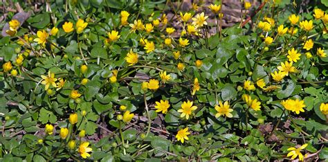 The plant grows to about 12 to. Early Spring Yellow Flowers Look Shiny, As If Varnished ...