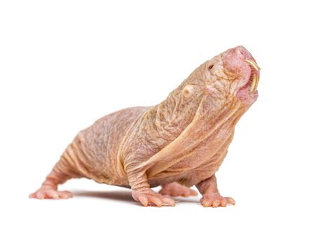 Elixir Of Life On Horizon Thanks To Longevity Gene In Naked Mole Rats Study Finds