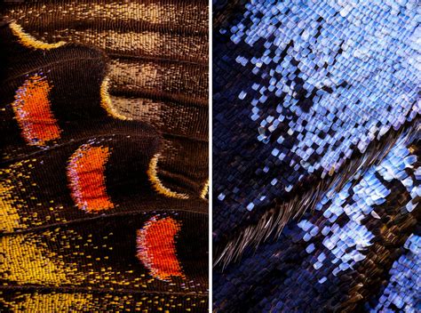 Wonderful Macro Photography Of Butterflies Wing By Chris Perani