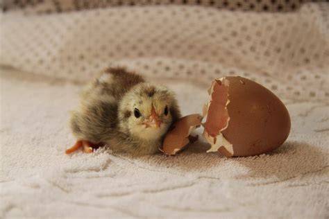 7 Reasons Why Chickens Stop Laying Eggs Coops And Cages