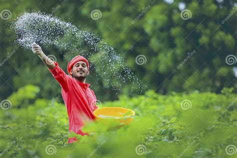 Indian Farmer Spreading Fertilizer In The Green Banana Field Stock Image Image Of Agriculture