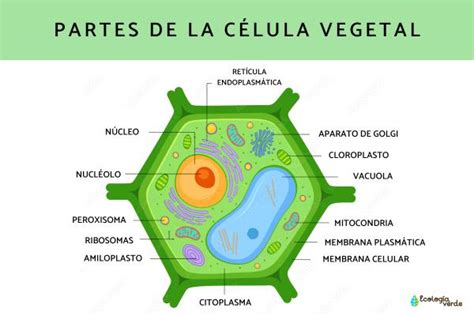 Célula Vegetal Qué Es Partes Características Y Funciones ¡resumen