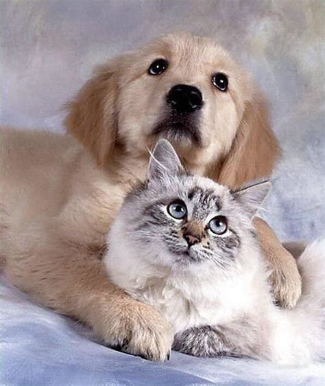 They look cute when they get together. Latest Funny Pictures: Funny Dogs And Cats Together